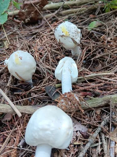 Agaricus diospyros