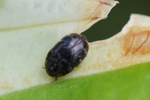 Glabrous Cabinet Beetle