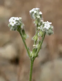 flaccid cryptantha thumbnail 2