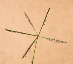 Bermuda grass thumbnail 4