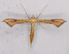 Carolina Plume Moth thumbnail 4