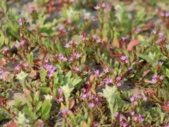 three-bracted loosestrife thumbnail 2
