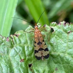 Forked Scorpionfly thumbnail 3