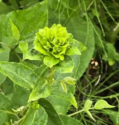 Asphondylia pumila thumbnail 3