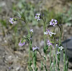 Lyall's rockcress thumbnail 4