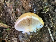 Calonarius verrucisporus thumbnail 3