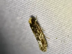 White-blotched Monopis Moth thumbnail 3