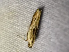 Black-faced Twirler Moth thumbnail 4