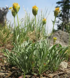 Woolly Mock Goldenweed thumbnail 4