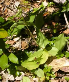Clustered Lady's Slipper thumbnail 4