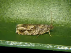 Gretchena concitatricana thumbnail 3