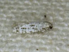 Brown-spotted Diachorisia Moth thumbnail 4
