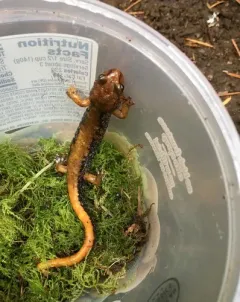 Van Dyke's Salamander thumbnail 2