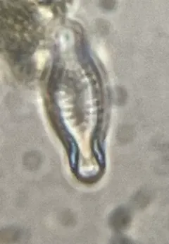 Hippodonta capitata thumbnail 4