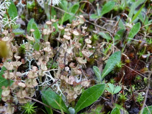 Browned Pixie-cup Lichen