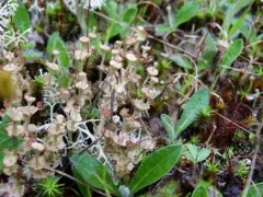 Browned Pixie-cup Lichen thumbnail 1