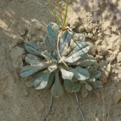 Cockscomb Oreocarya thumbnail 4