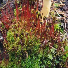 Slender Cruet-moss thumbnail 4