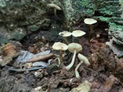 Callistosporium pseudofelleum thumbnail 4