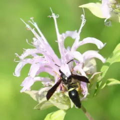 Tapered Mason Wasp thumbnail 4