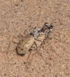Ghost Tiger Beetle thumbnail 4