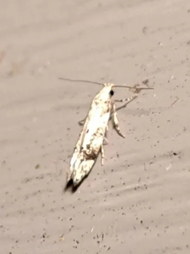 Conifer Needleminer