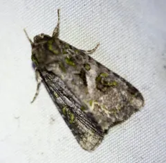 Emerald-dusted Sallow thumbnail 4