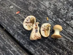 Cortinarius flavifolius thumbnail 3
