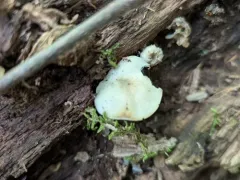 Clitocybula oculus thumbnail 4
