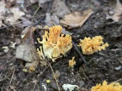 Ramaria calvodistalis thumbnail 4
