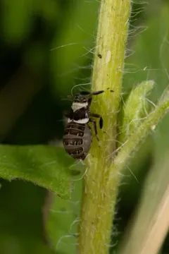 Pissonotus flabellatus thumbnail 4