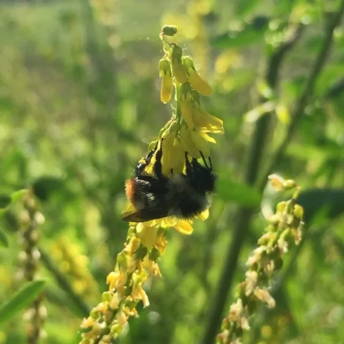 Red-belted Bumble Bee