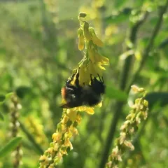 Red-belted Bumble Bee thumbnail 1