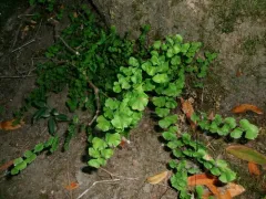 California Maidenhair Fern thumbnail 4