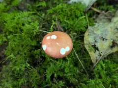 Russula silvestris thumbnail 2