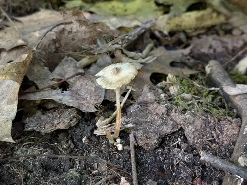 Inocybe phaeodisca