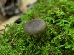 Lactarius cinereus thumbnail 4