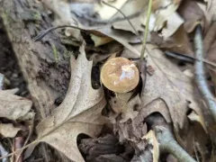 Lactarius fumosus thumbnail 4