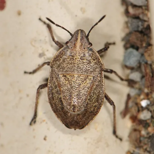 Coenus delius