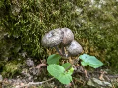 Entoloma fuscosquamosum thumbnail 4