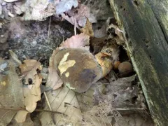 Boletus vermiculosoides thumbnail 4