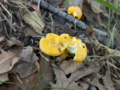 Cantharellus deceptivus thumbnail 4