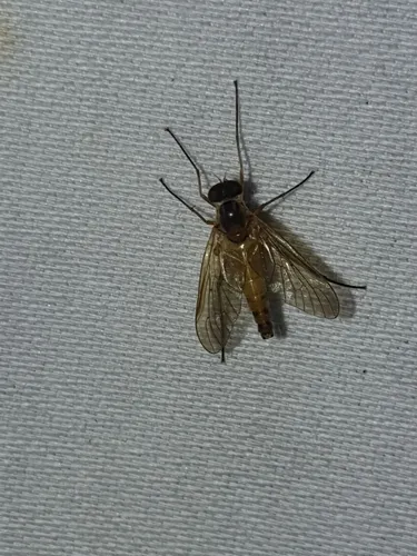 Rhagio terminalis