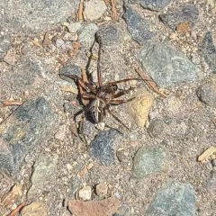 Northern Orbweaver thumbnail 4