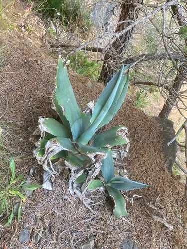 American century plant