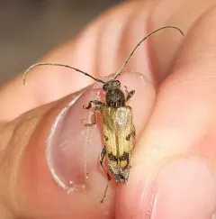 Xestoleptura tibialis thumbnail 3