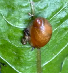 Oval Ambersnail thumbnail 3