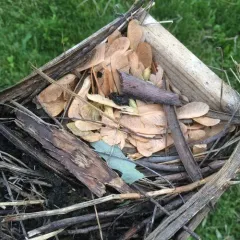 Purple Martin thumbnail 2