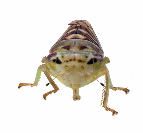 Populicerus formosus