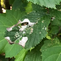 Elm Leafminer thumbnail 2